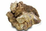 Triassic-Age Petrified Wood Log - Madagascar #379253-2